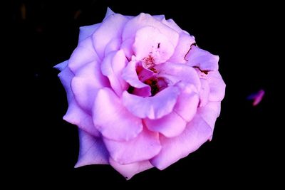 Close-up of pink rose against black background
