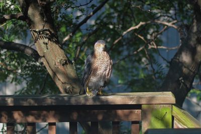 Close-up of eagle perching on tree