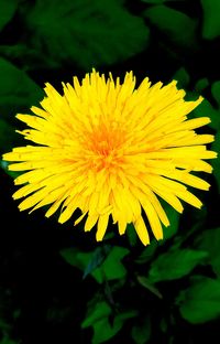 Close-up of yellow flowers