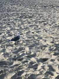 High angle view of seagulls on beach