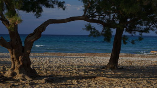 Trees on beach against sky