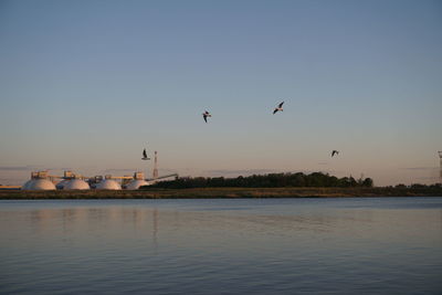 Birds flying over lake against sky during sunset