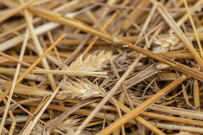 Close-up of dried plant on field