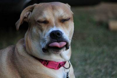 Close-up of dog sticking out tongue