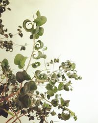 Low angle view of plant against clear sky