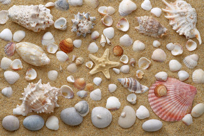 A large number of shells and stones are laid out on yellow sand. view from above. a high resolution.