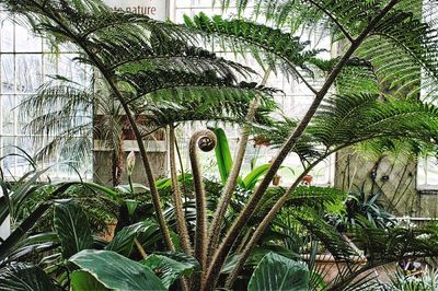 Low angle view of plants in backyard