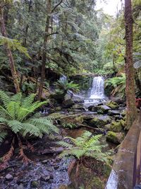 Waterfall amidst trees in forest