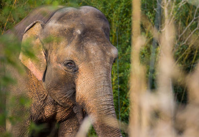 Close-up of elephant