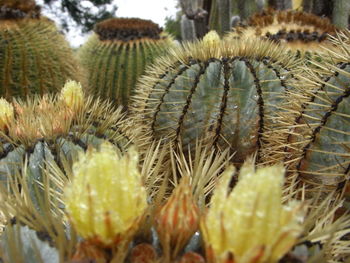 Close-up of prickly pear cactus