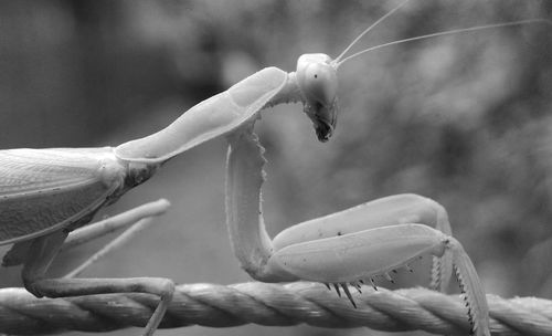 Close-up of crab on plant