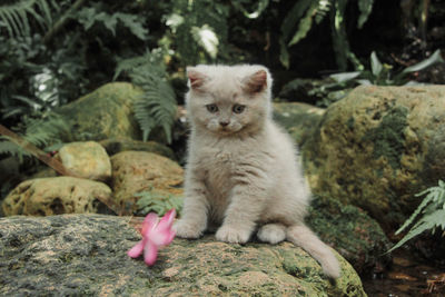 Portrait of sheep sitting on rock