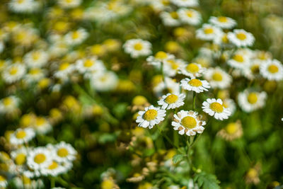 Close-up of white flowering plants on field