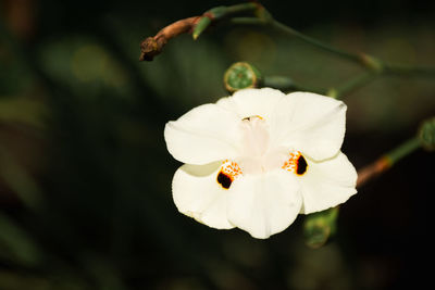 Close-up of white flowering plant