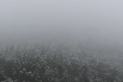 Full frame shot of trees against sky