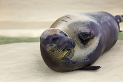 Seal in the aquarium ii
