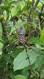 Close-up of spider on web