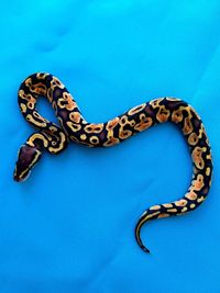 High angle view of lizard on blue background