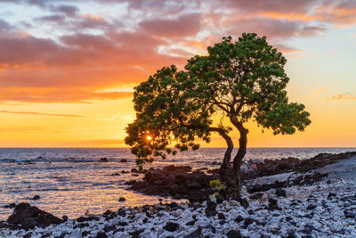 Tree by sea against sky during sunset