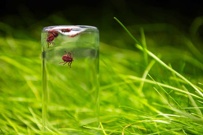 Close-up of housefly on green grass in field