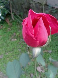 Close-up of red rose