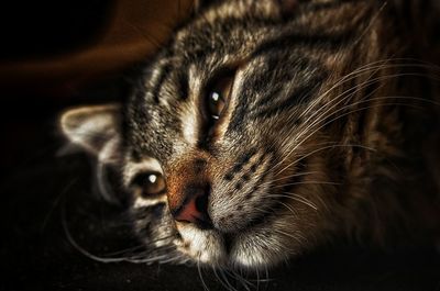 Close-up portrait of a cat