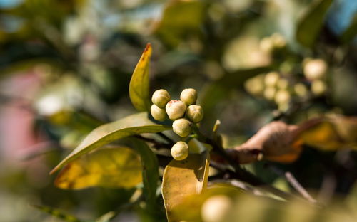Close-up of fruit growing on plant