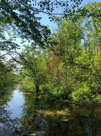 Scenic view of lake amidst trees in forest