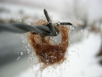 Wet plants on barbed wire