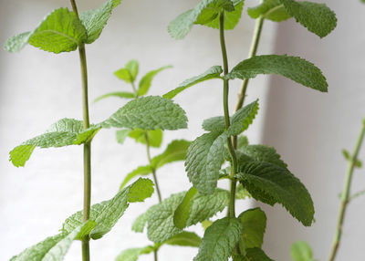 Close-up of fresh green leaves