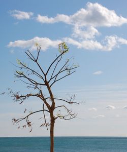 Tree by sea against sky