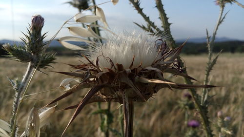 Close-up of plant against sky