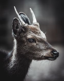 Close-up of deer