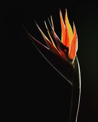 Close-up of orange flower against black background