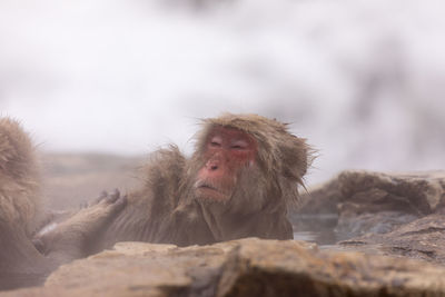 Japanese snow monkey in hot spring