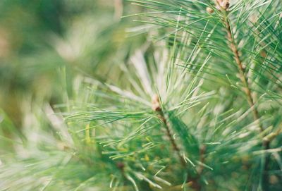 Close-up of pine tree