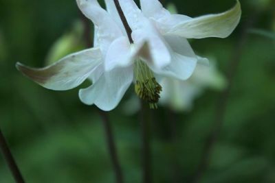 Close-up of white flowers blooming outdoors