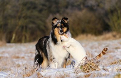 Portrait of dog standing with cat on field during winter