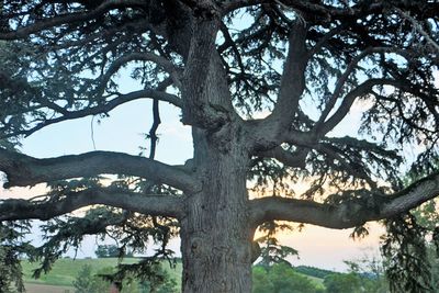 Low angle view of tree against sky