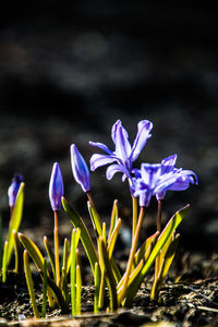 Close-up of purple crocus flowers on field