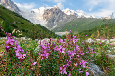 Flowers on a background of caucasus mountains, mountain valley, adisha glacier, svaneti