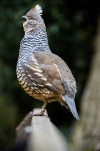 Close-up of bird perching on branch