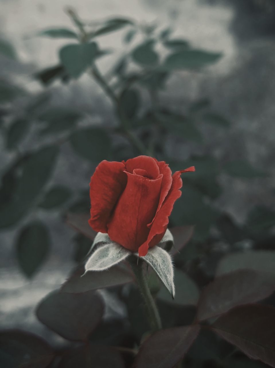 CLOSE-UP OF RED ROSE ON PLANT