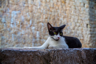 Portrait of cat sitting on wall