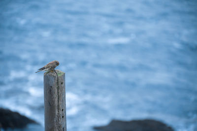 Bird perching on wooden post by sea against sky