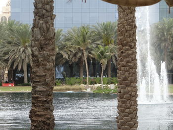 Palm trees by water against sky