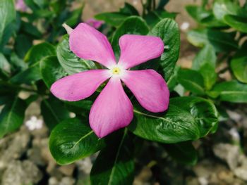 Close-up of pink flowering plant