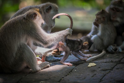 Monkey in ubud monkey forest, bali.