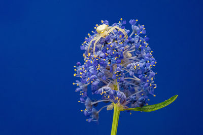 Close-up of white flowering plant against blue sky