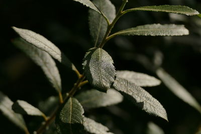 Close-up of plant